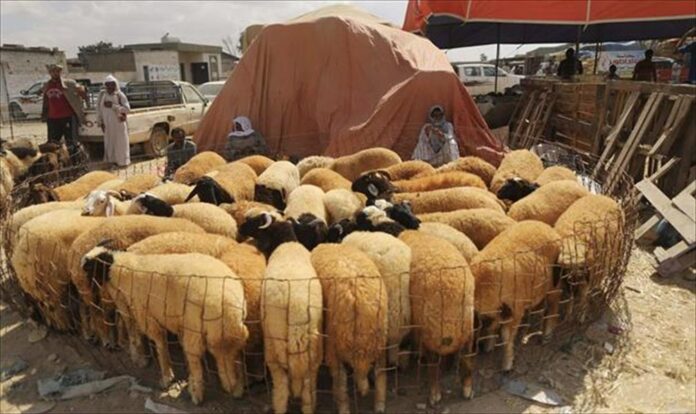 مديرية أمن بنغازي تبدأ في توزيع أضاحي العيد على أسر ضحاياها