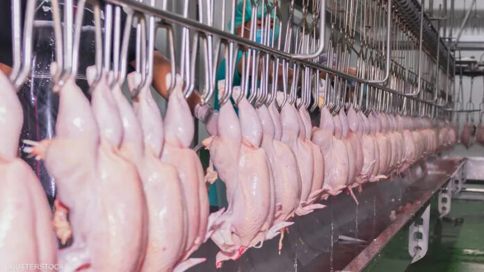 لصوص يسرقون «الدجاج المدعوم» في كوبا!