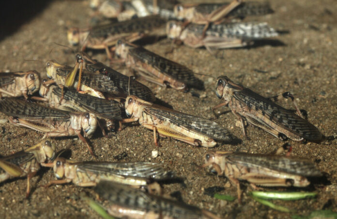 بعد ليبيا.. تونس تستنفر لمكافحة «الجراد الصحراوي»