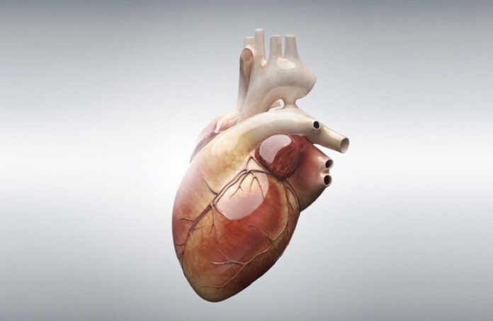 ابتكار أصغر جهاز لتنظيم «ضربات القلب» في العالم