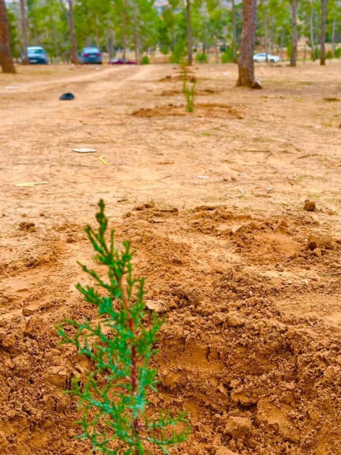 «خضار ليبيا» تزرع أكثر من 6000 شتلة في ترهونة