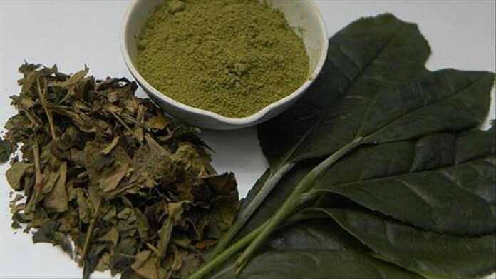 الشاي الأخضر.. المشروب الذي يحمي «القلب والعقل» ويكافح الشيخوخة