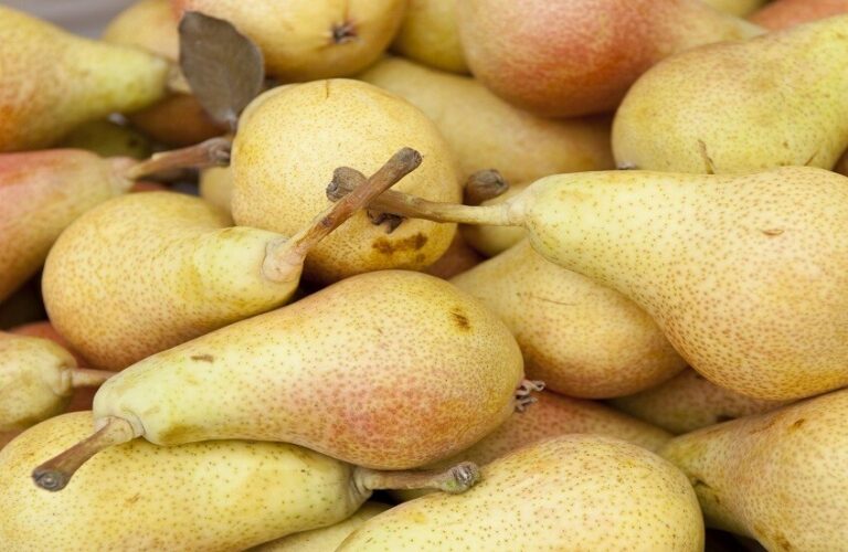 فوائد «الكمثرى» الصحية.. ماذا تقول الدراسات ومتى تصبح ضارّة؟