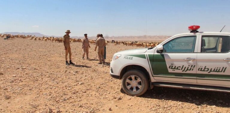 الحمى القلاعية ترفع التأهب.. قيود على حركة المواشي ودعوة للمربين بالالتزام